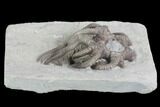 Crinoid Crown (Agaricocrinus) Fossil - Crawfordsville, Indiana #99931-2